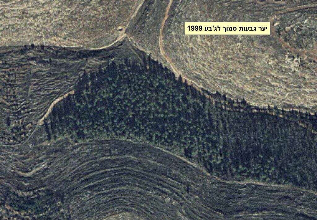 יער גבעות ב-1999. | באדיבות בית הספר כפר עציון