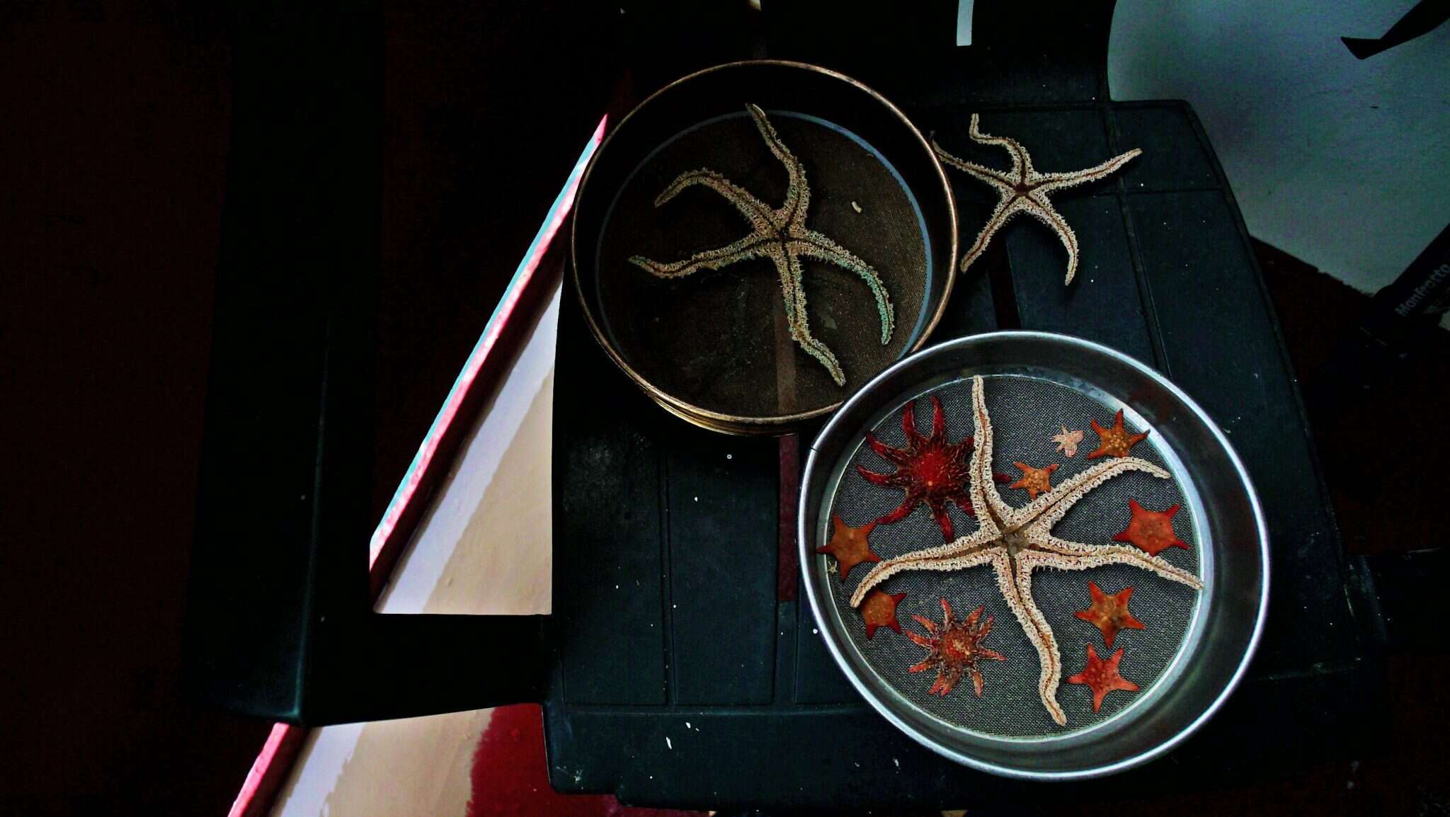 Alice Li - Washngton Post