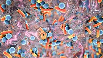 חיידקים בעדשת המיקרוסקופ. | שאטרסטוק