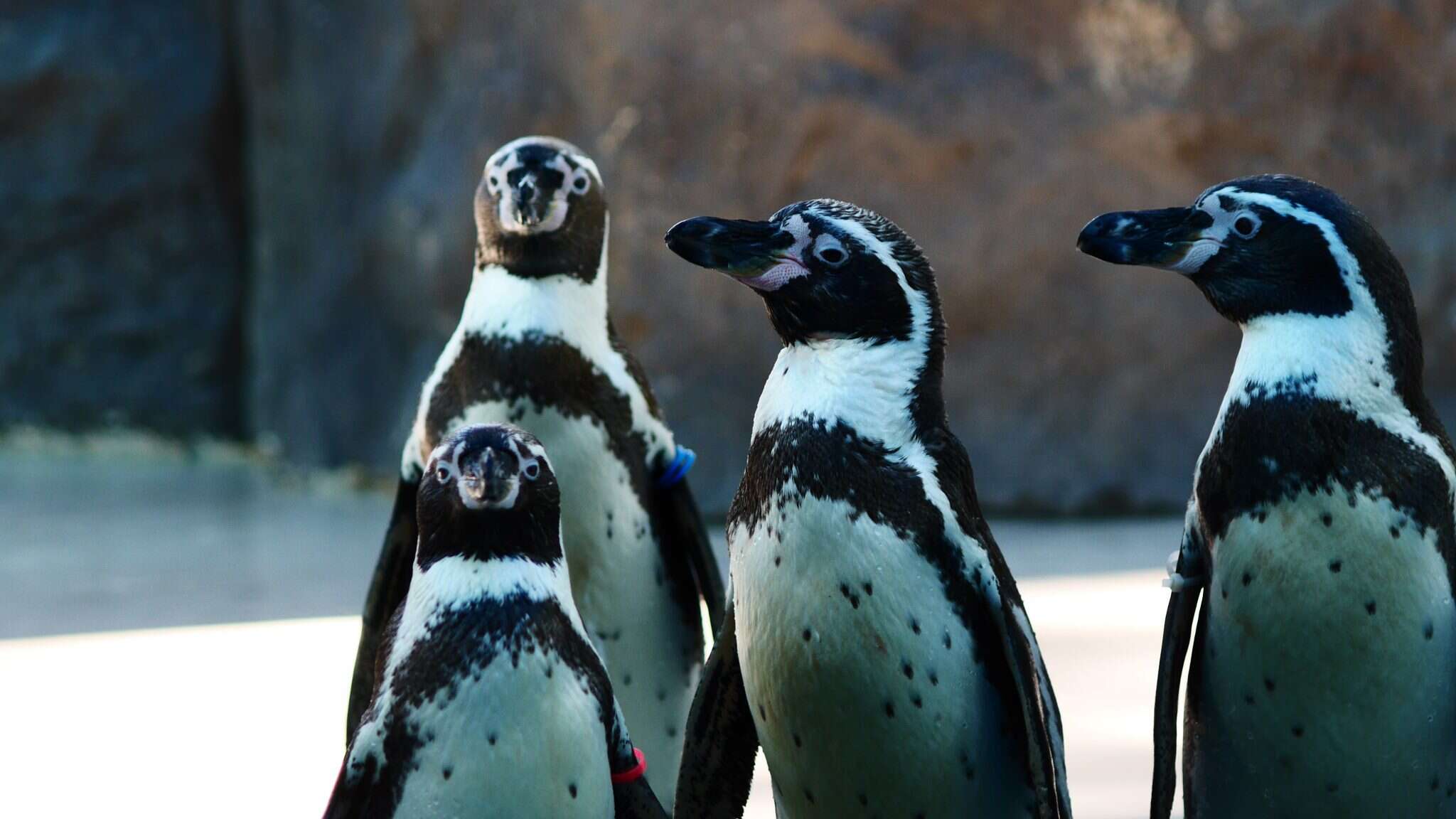 פינגווין "הומבולדט" מאופיין בפס שחור על החזה, ראש שחור ופס לבן מאחורי העיניים. | שאטרסטוק