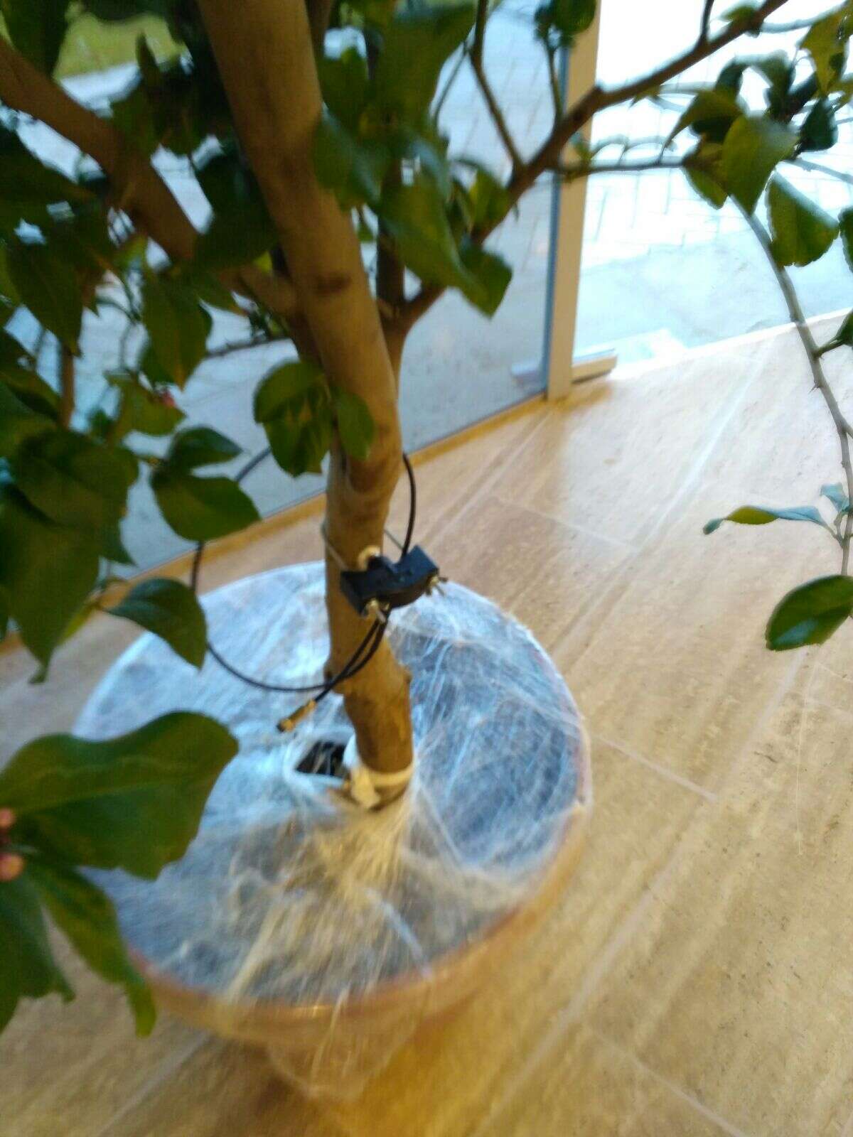 פיתוח למדידת "צמא" בעצים. | חברת סאטוראס