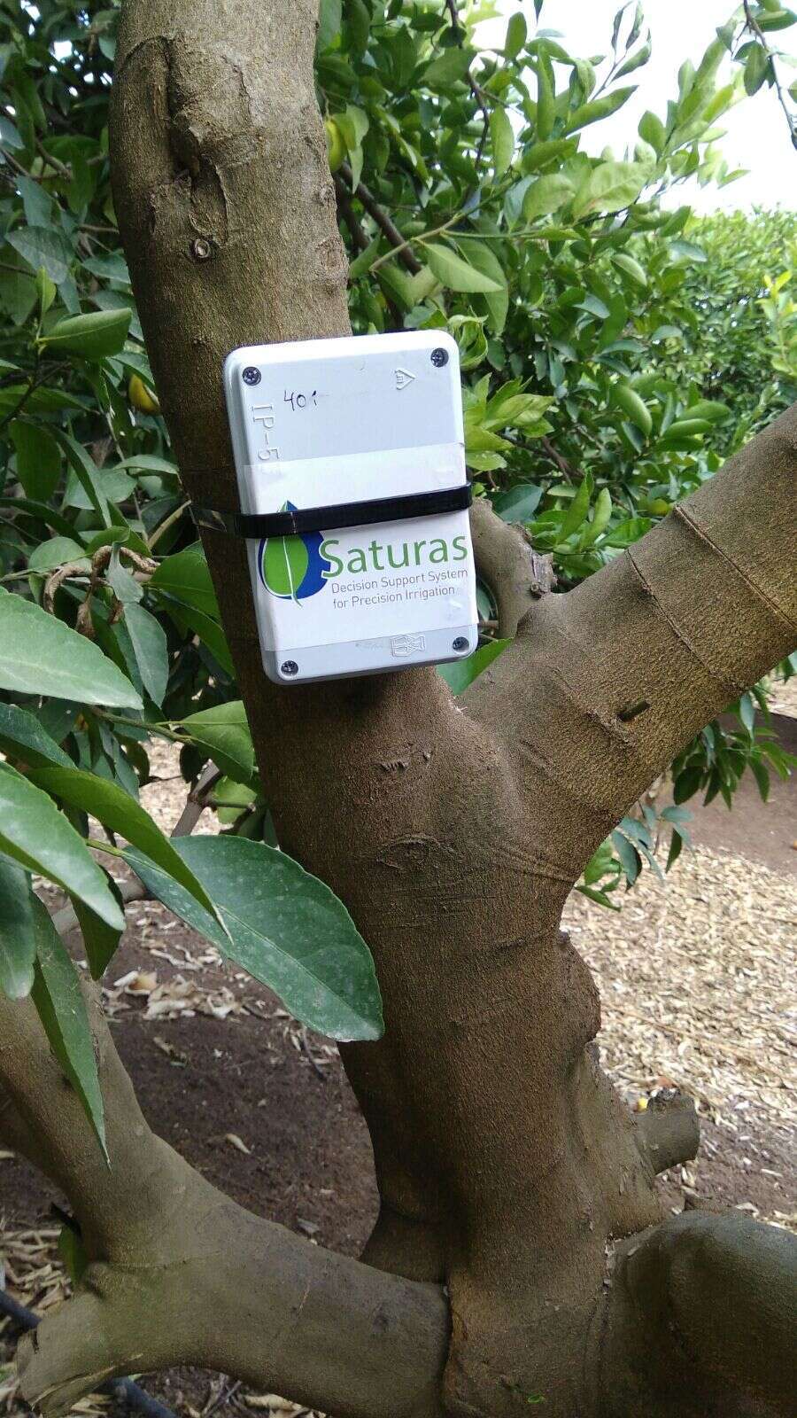 פיתוח למדידת "צמא" בעצים. | חברת סאטוראס