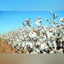 שדה כותנה. | שאטרסטוק