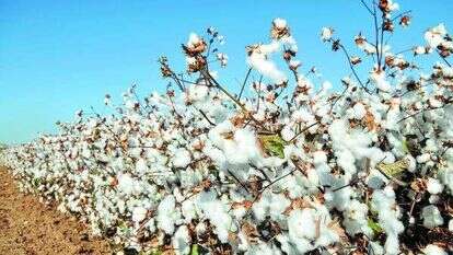 שדה כותנה. | שאטרסטוק