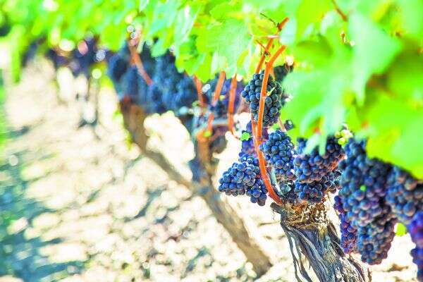 כרם. | שאטרסטוק