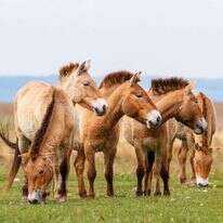 סוסי פז'בלסקי. | שאטרסטוק