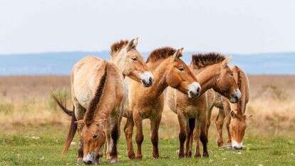 סוסי פז'בלסקי. | שאטרסטוק