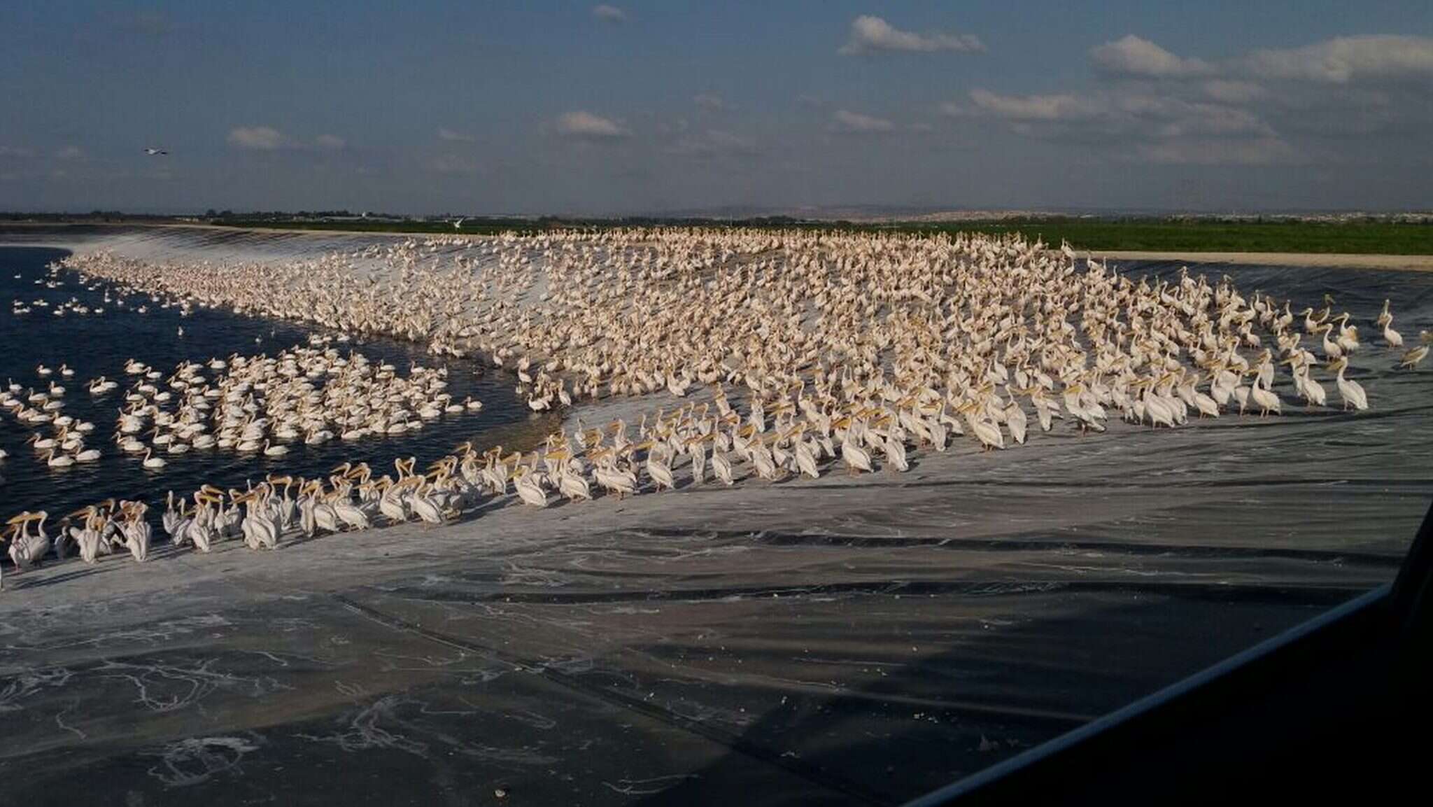 שקנאים בבריכות דגים. | לוטם נאמן שקנאים בבריכות דגים. | לוטם נאמן