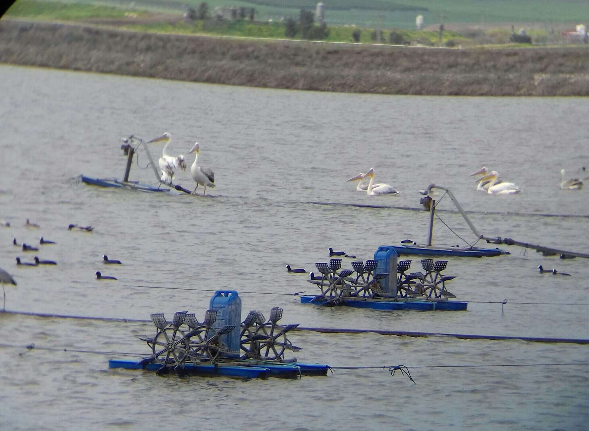 שקנאים ליד מתקן האבסה. | יונתן זיגמנד שקנאים ליד מתקן האבסה. | יונתן זיגמנד