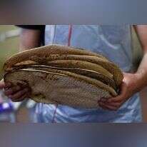 הכנת מצות שמורות לפסח במאפייה בכפר חב"ד. | AFP