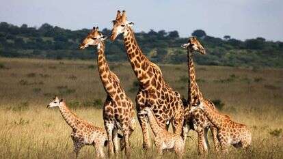 ג'ירפות. | שאטרסטוק ג'ירפות. | שאטרסטוק