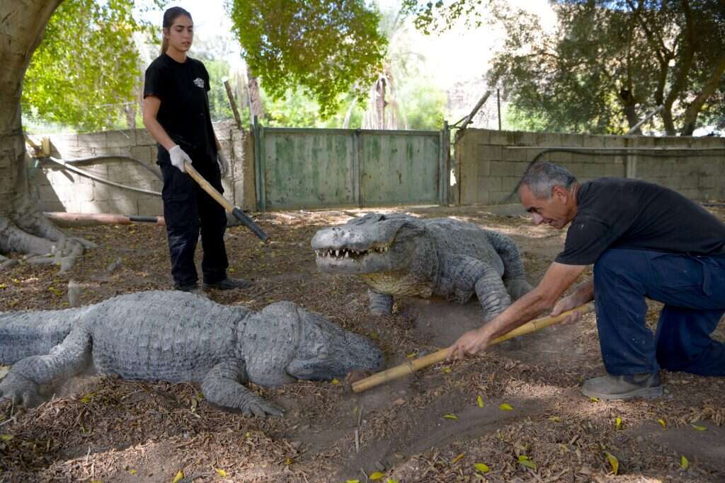 משנה את פניה. חמת גדר. | גיל אליהו ג'יני משנה את פניה. חמת גדר. | גיל אליהו ג'יני