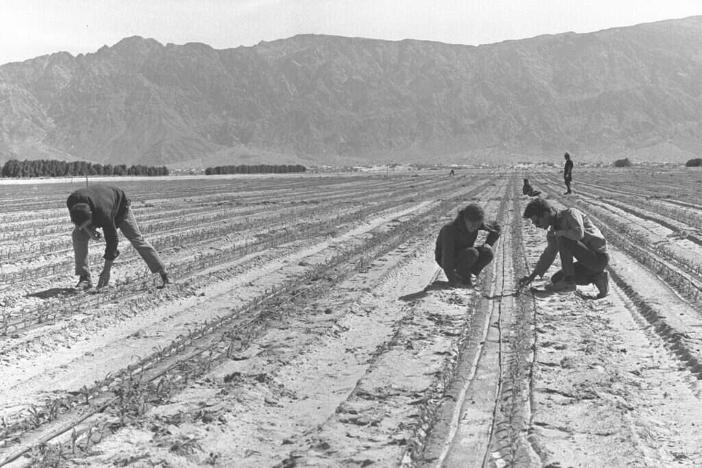 קיבוצניקים עובדים בשדות. | משה מילנר, לע''מ