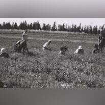 חברי קיבוץ טירת צבי עובדים בשדות הקיבוץ, 1938. צילומים: זלוטן קלוגר, לע"מ