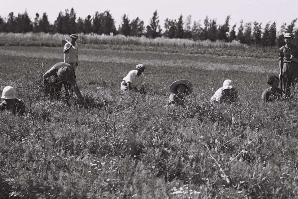 חברי קיבוץ טירת צבי עובדים בשדות הקיבוץ, 1938. צילומים: זלוטן קלוגר, לע"מ