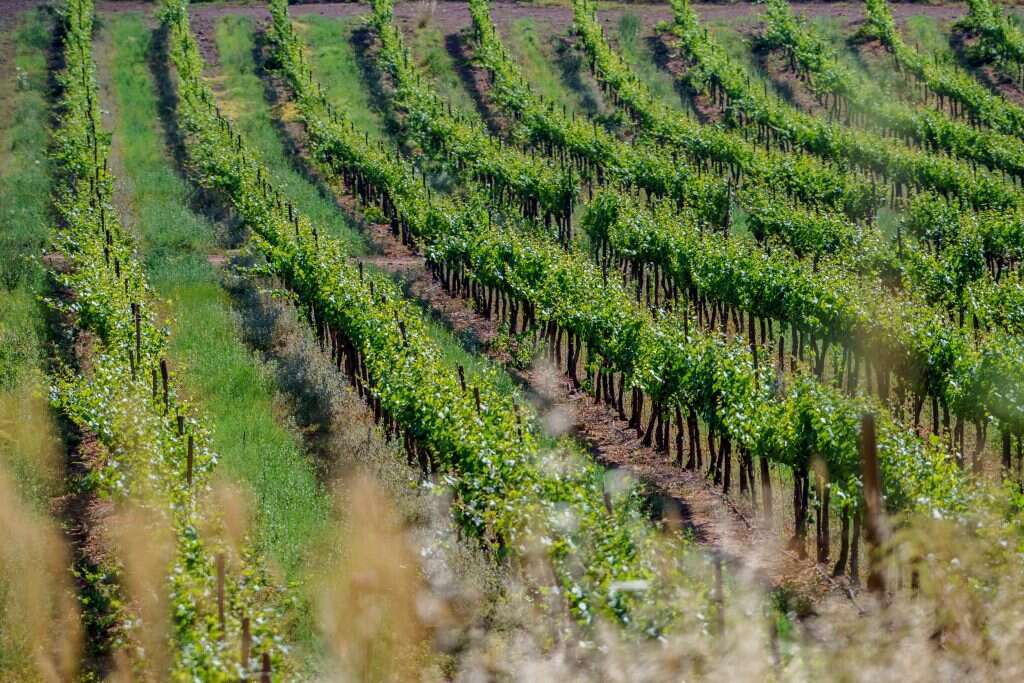 חקלאות ברמת הגולן. | אנצ'ו ג'וש, ג'יני