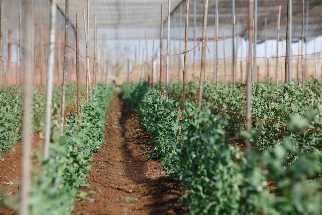חקלאות ברמת הגולן. | אנצ'ו ג'וש, ג'יני חקלאות ברמת הגולן. | אנצ'ו ג'וש, ג'יני