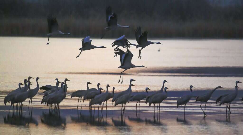 אגמון החולה. | אדי ישראל