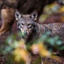 הזאב האדמוני. | Salwan Georges, The Washington Post