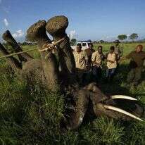 פיל שנפגע על ידי ציידים בפארק הלאומי בטנזניה. | AP