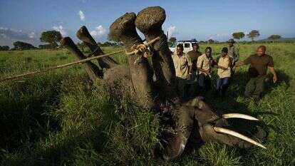 פיל שנפגע על ידי ציידים בפארק הלאומי בטנזניה. | AP פיל שנפגע על ידי ציידים בפארק הלאומי בטנזניה. | AP