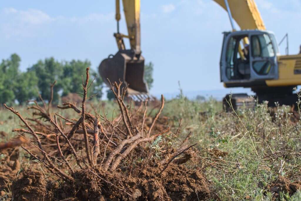 עקירת מטעים בעמק החולה. | אייל מרגולין- ג'יני