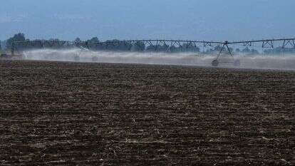 אייל מרגולין - ג'יני