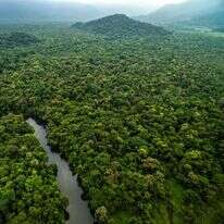 יערות גשם בדרום אמריקה. | שאטרסטוק