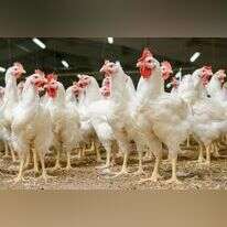 לול תרנגולות | שאטרסטוק לול תרנגולות | שאטרסטוק