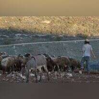 רועה צאן ביהודה ושומרון. | מרים צחי