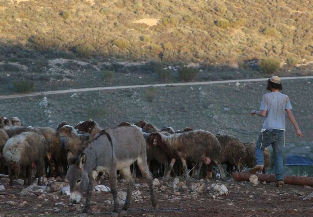 רועה צאן ביהודה ושומרון. | מרים צחי