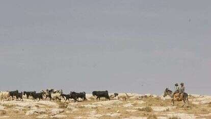 רועי צאן בדואים. | מרים צחי