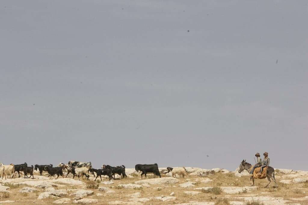 רועי צאן בדואים. | מרים צחי