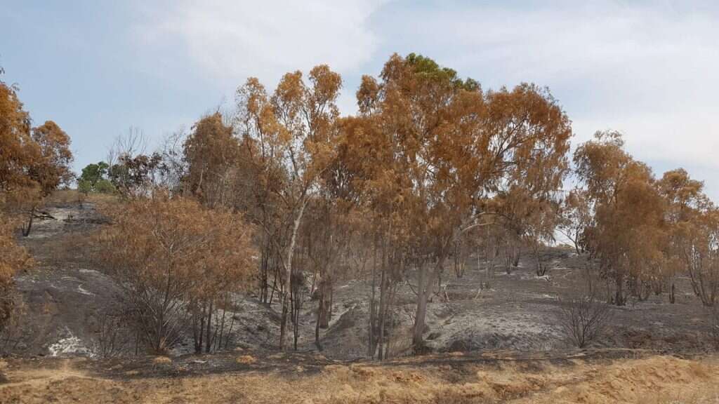 נזקי השרפות בעקבות עפיפוני החבלה
