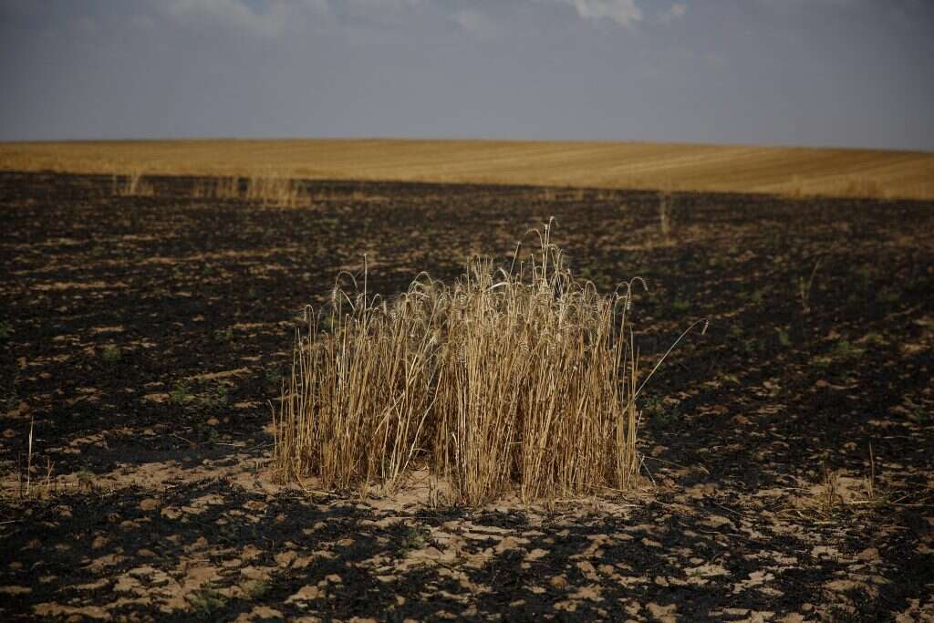 נזקי השרפה בעוטף עזה בעקבות עפיפוני החבלה. | EPA
