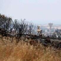 צבי בשדה חרוך, סמוך לגבול הרצועה. | רויטרס