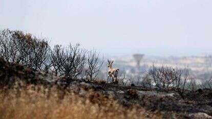 צבי בשדה חרוך, סמוך לגבול הרצועה. | רויטרס