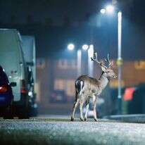 איילים ברחוב. | שאטרסטוק