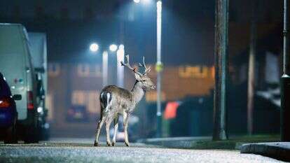 איילים ברחוב. | שאטרסטוק