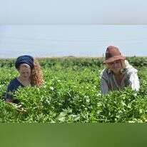 חקלאים בקיבוץ לביא, ארכיון. | גיל אליהו ג'יני