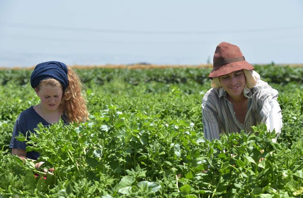 חקלאים בקיבוץ לביא, ארכיון. | גיל אליהו ג'יני