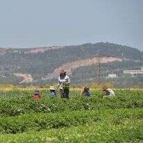 חקלאים בקיבוץ לביא | גיל אליהו ג'יני