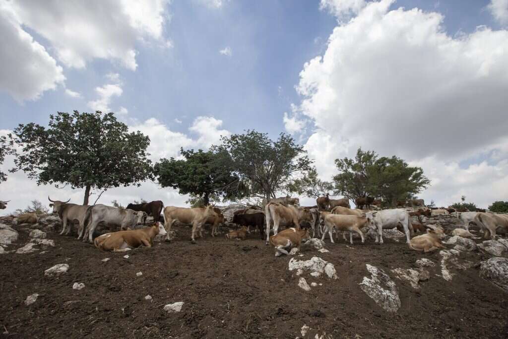 הפרות של מרמור. | מאור קינסבורסקי