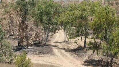 יערות קק"ל. | לירון מולדבן