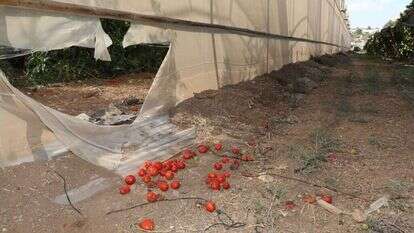 חממה שהושחתה. | מרים צחי חממה שהושחתה. | מרים צחי