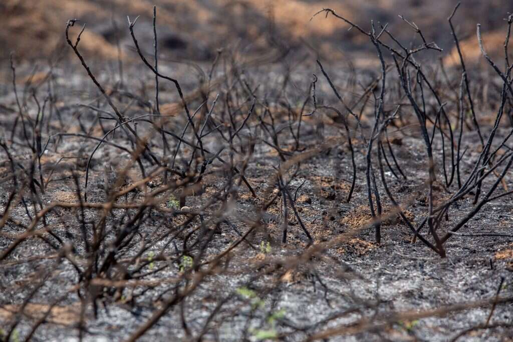 נזקי השרפות בדרום. | אדי ישראל, נוער עוטף עזה במסגרת סדנת פוטותרפיה