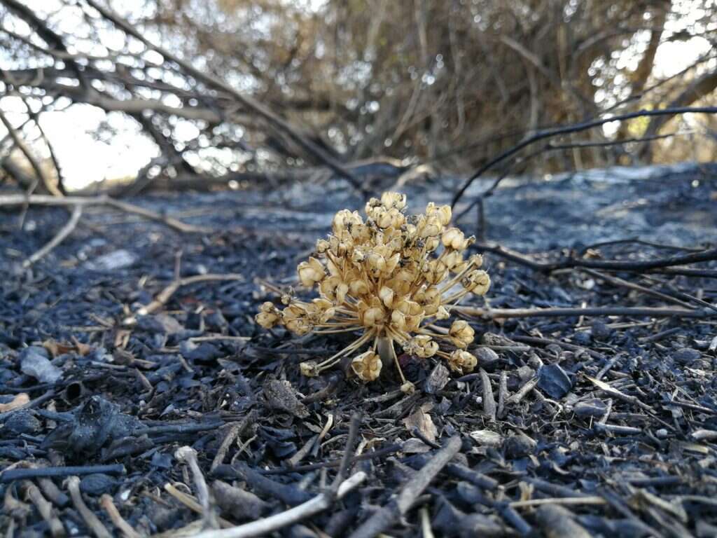 נזקי השרפות בדרום. | אדי ישראל, נוער עוטף עזה במסגרת סדנת פוטותרפיה