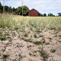 שדה בשוודיה. | AFP