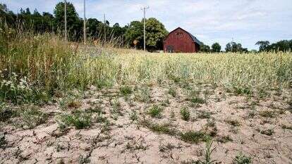 שדה בשוודיה. | AFP