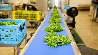 מפעל 'עלי קטיף'. | יהודה פרץ